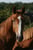 Annonce cheval
