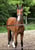 Horse ad