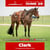 Annuncio cavallo