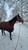 Horse ad