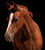 Annuncio cavallo