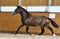Horse ad