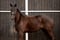 Annuncio cavallo