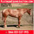 Horse ad