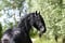 Horse ad