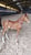 Horse ad