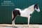 Horse ad