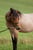 Annuncio cavallo