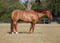 Annuncio cavallo
