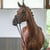 Annuncio cavallo