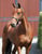 Horse ad