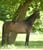 Annuncio cavallo