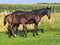 Horse ad