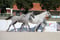Horse ad