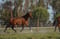 Horse ad