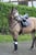 Horse ad