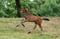 Horse ad