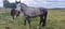 Horse ad