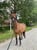 Annuncio cavallo