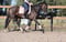 Annuncio cavallo