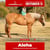 Paardadvertentie