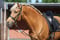 Horse ad