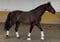 Horse ad