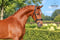 Annuncio cavallo
