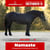 Paardadvertentie