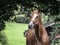 Annuncio cavallo