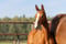 Anuncio de caballos