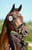 Annuncio cavallo