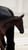 Annonce cheval