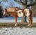 Horse ad