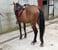 Anuncio de caballos