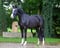 Horse ad