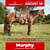 Annonce cheval