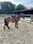 Annuncio cavallo
