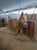 Horse ad