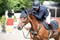 Annuncio cavallo