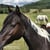 Horse ad