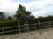 Horse ad