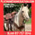 Horse ad