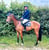 Annuncio cavallo