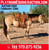 Horse ad