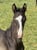 Annuncio cavallo