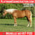 Horse ad