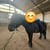 Horse ad