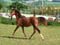 Anuncio de caballos