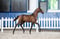 Horse ad